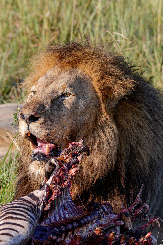 The Aftermath: Lion and His Kill