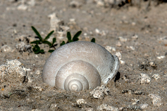 Whispers of the Shore: Sea Shell in Sand