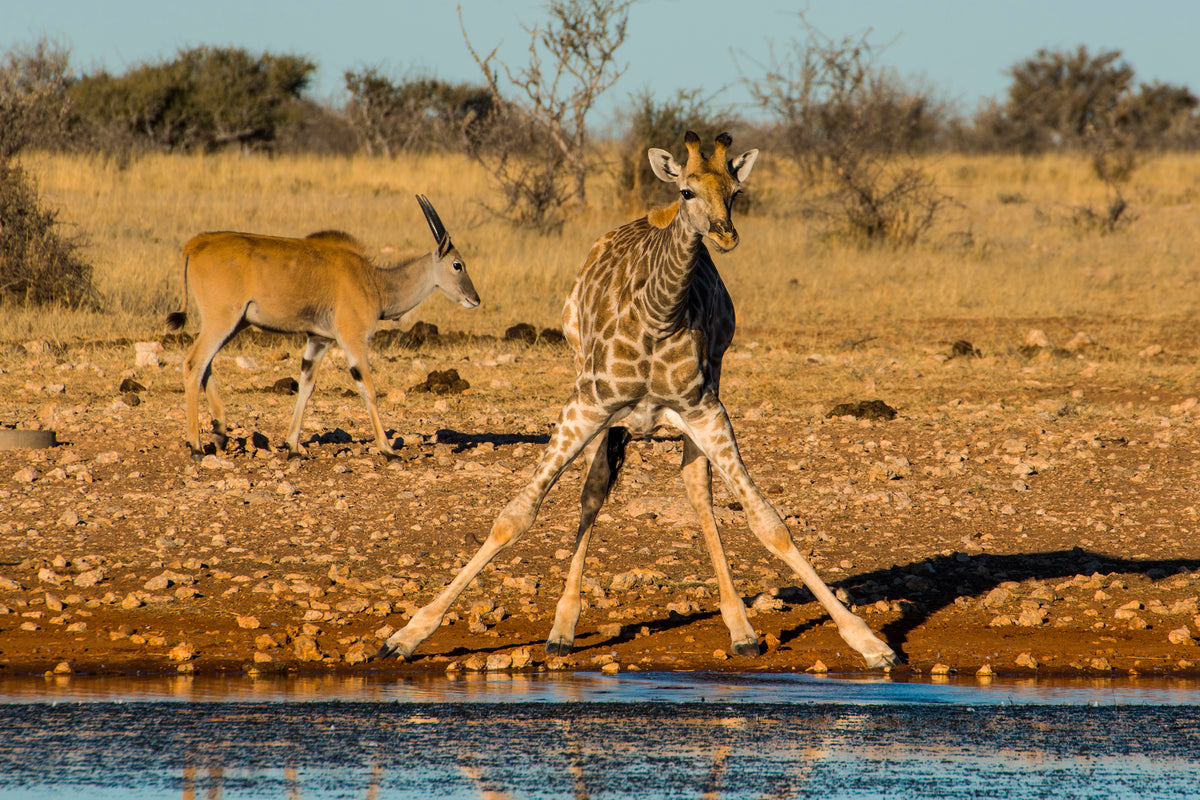 Grace in the Wild: Giraffe at the Waterhole