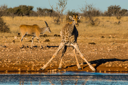 Grace in the Wild: Giraffe at the Waterhole