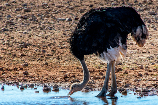 Desert Thirst: Ostrich Drinking at the Waterhole