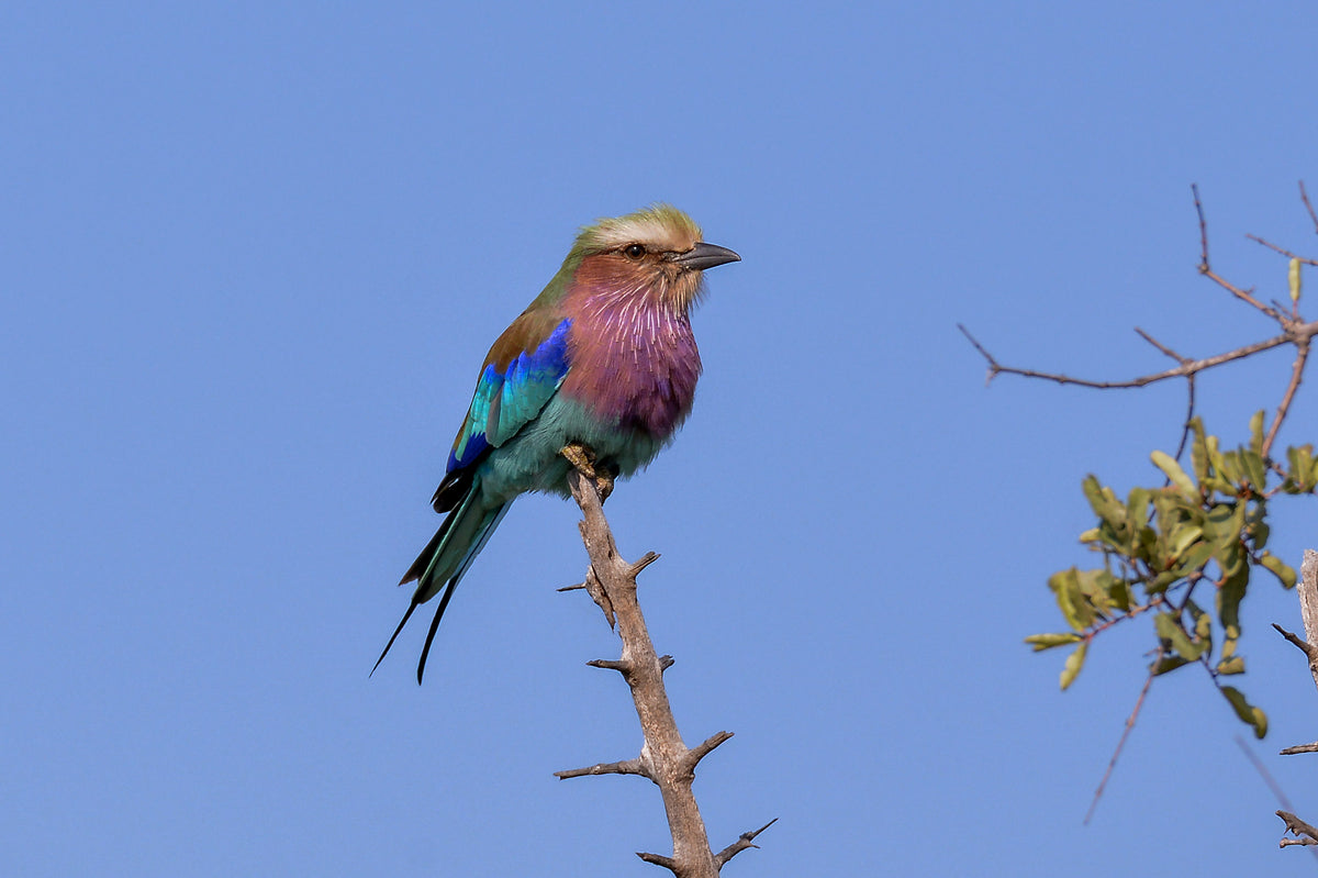 Perched Jewel: Lilac-breasted Roller