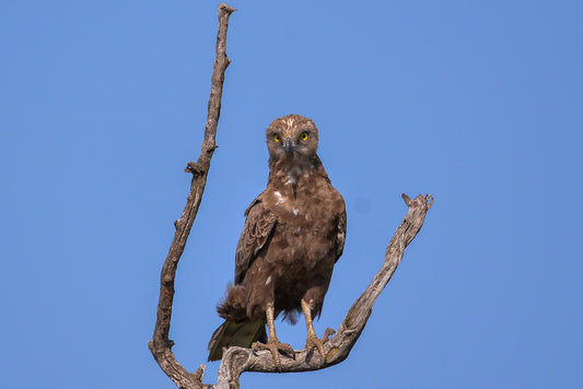 Stare of the Hunter: Brown Snake Eagle"