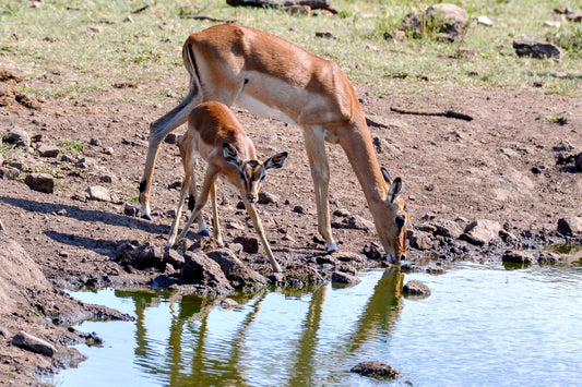Water's Edge: Impala and Calf