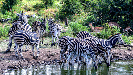 Stripes and Stillness: Zebras at the Waterhole