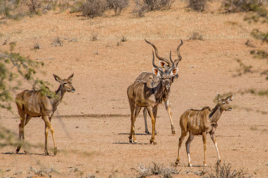 Desert Royalty: Kudu Bull and His Herd