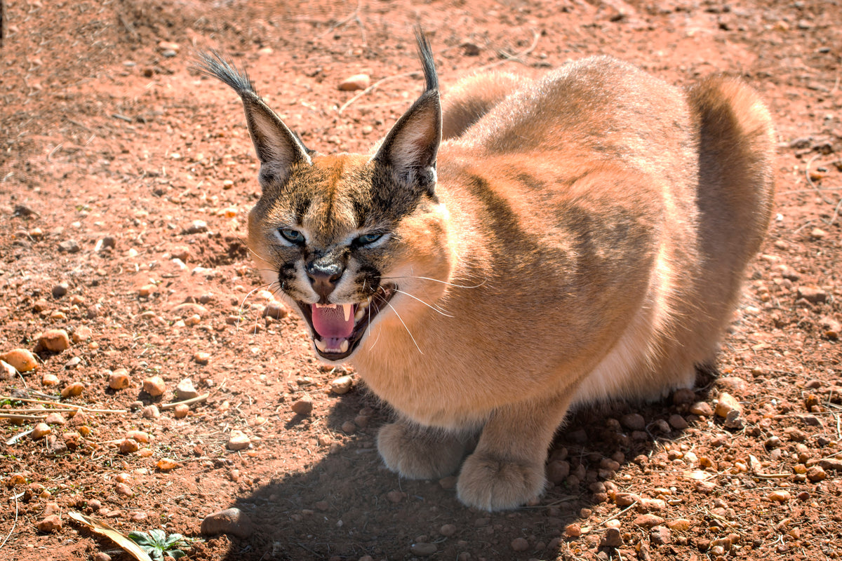 Desert Snarl: Caracal in Defense Mode