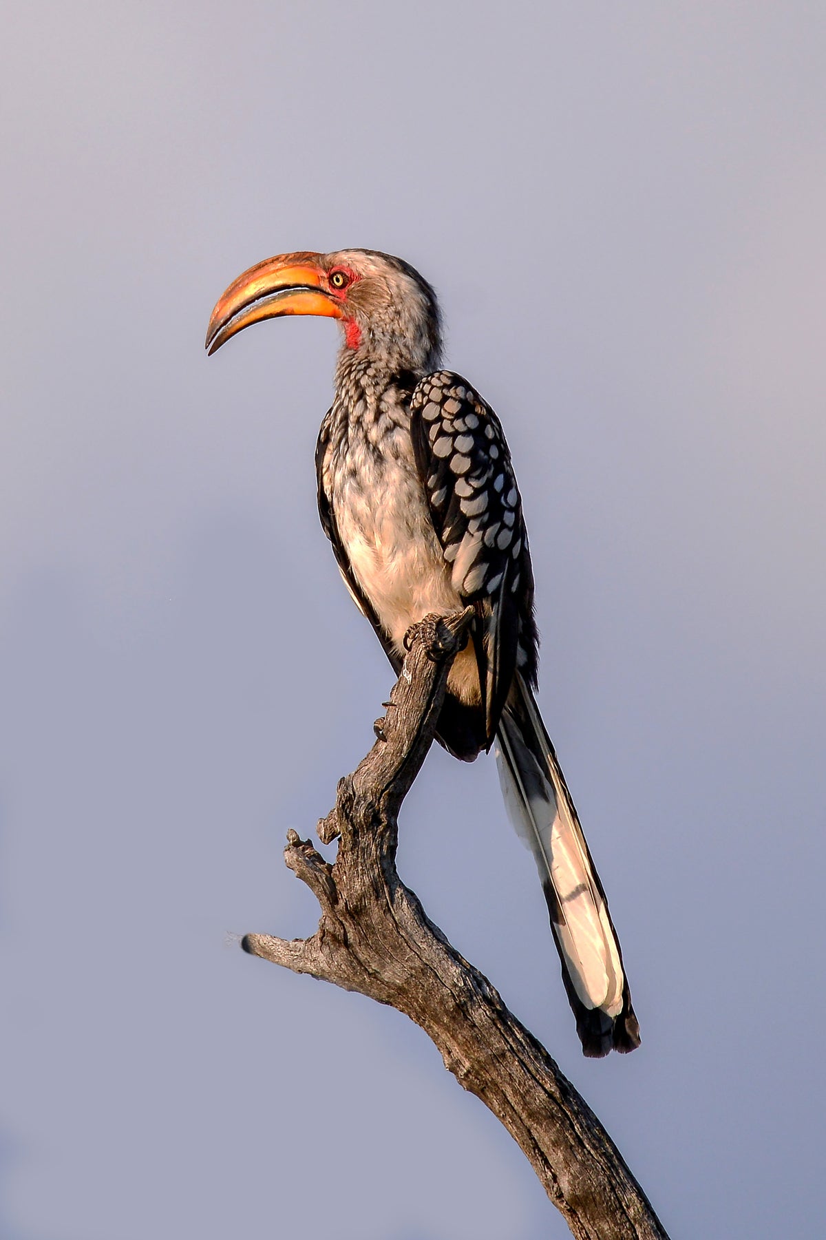 King of the Perch: Hornbill in Golden Light