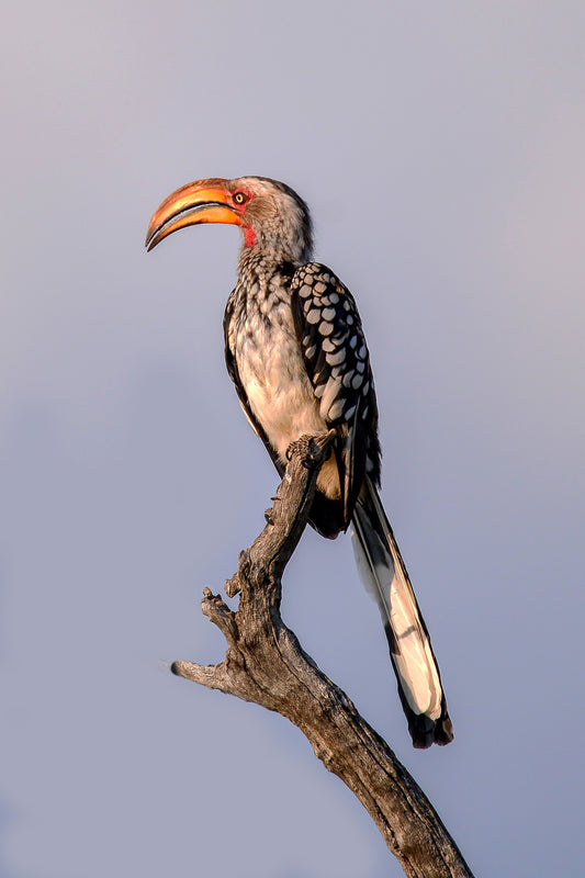 King of the Perch: Hornbill in Golden Light
