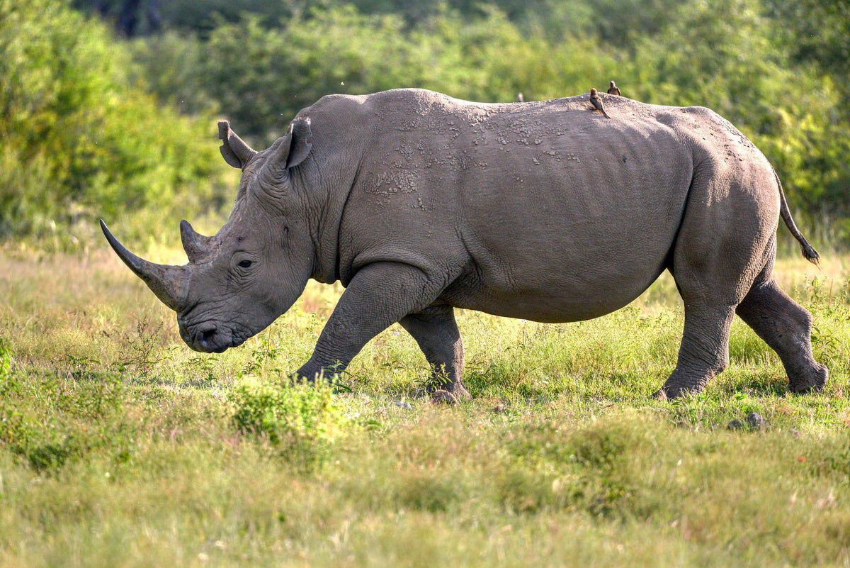 Guarded Giant: Rhino on the Move