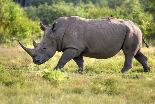 Guarded Giant: Rhino on the Move