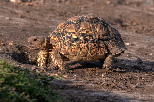Slow and Steady: Leopard Tortoise on the Move