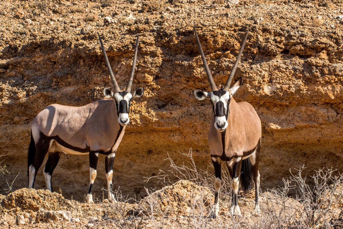 Guardians of the Canyon: Oryx in Watchful Stillness