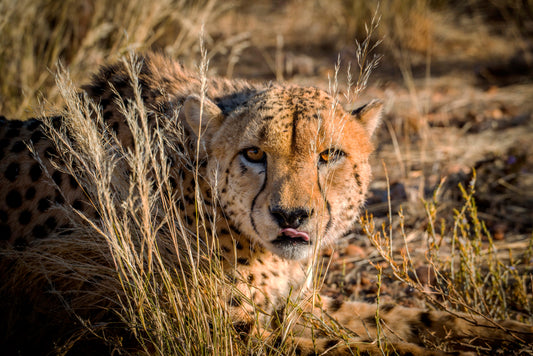 Silent Stare: Cheetah in the Grasslands