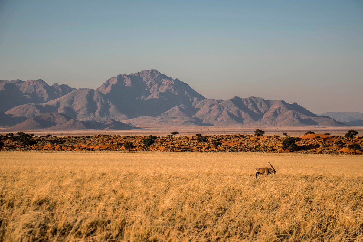 Solitude in the Namib: Gemsbok at Dusk
