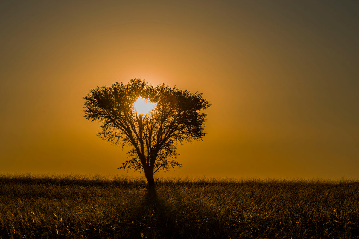 Golden Silence: Heart of the Namib