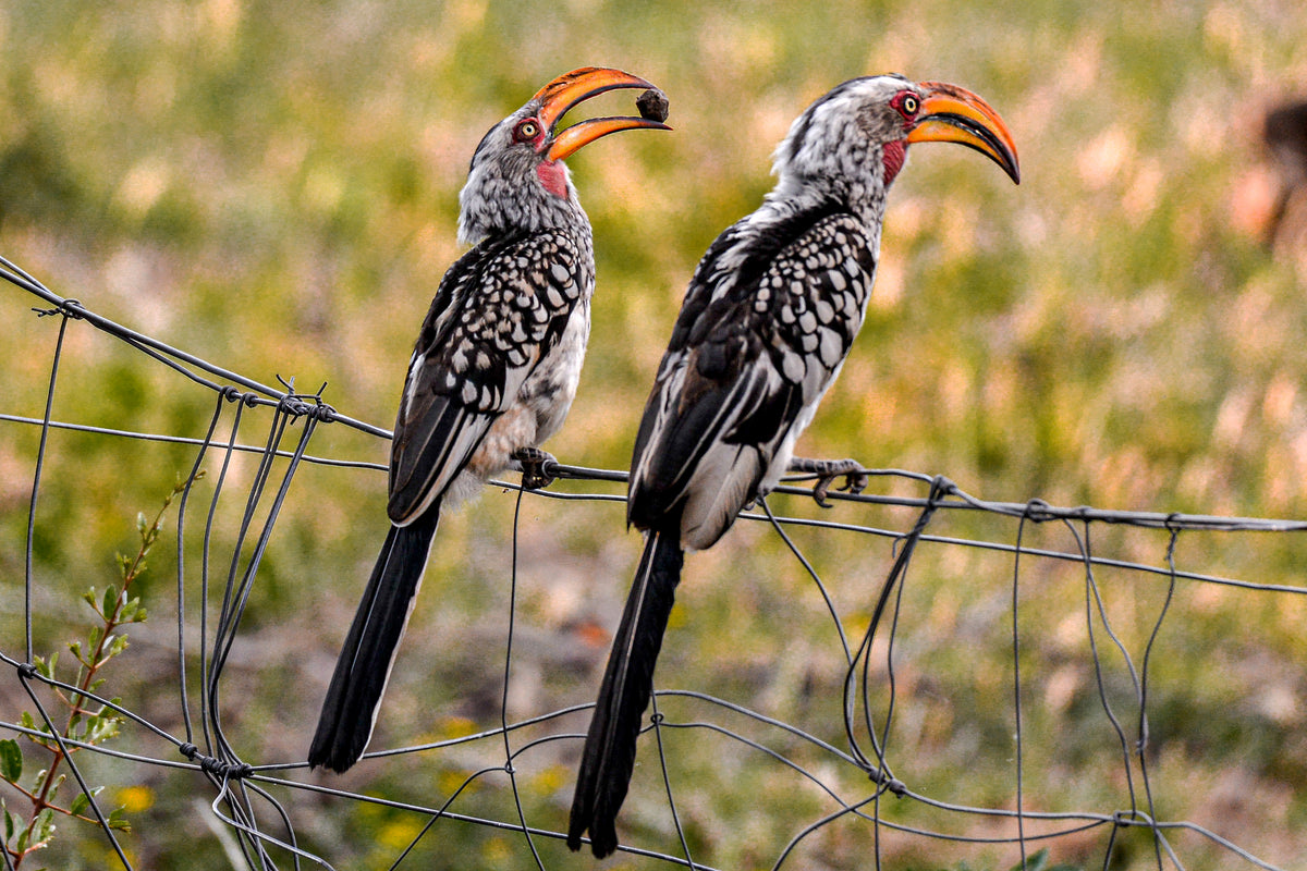 Dinner Talk: Hornbills on the Wire