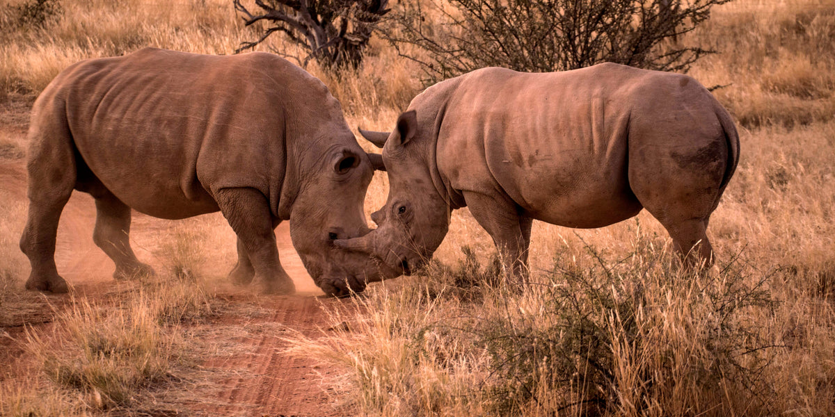 Clash of Giants: Rhinos at Dusk