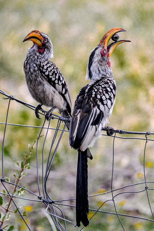 The Catch: Hornbill Duo in Action