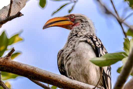 Sky Watcher: Hornbill in the Canopy