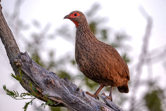 Rooikeel on Watch: Red-necked Spurfowl