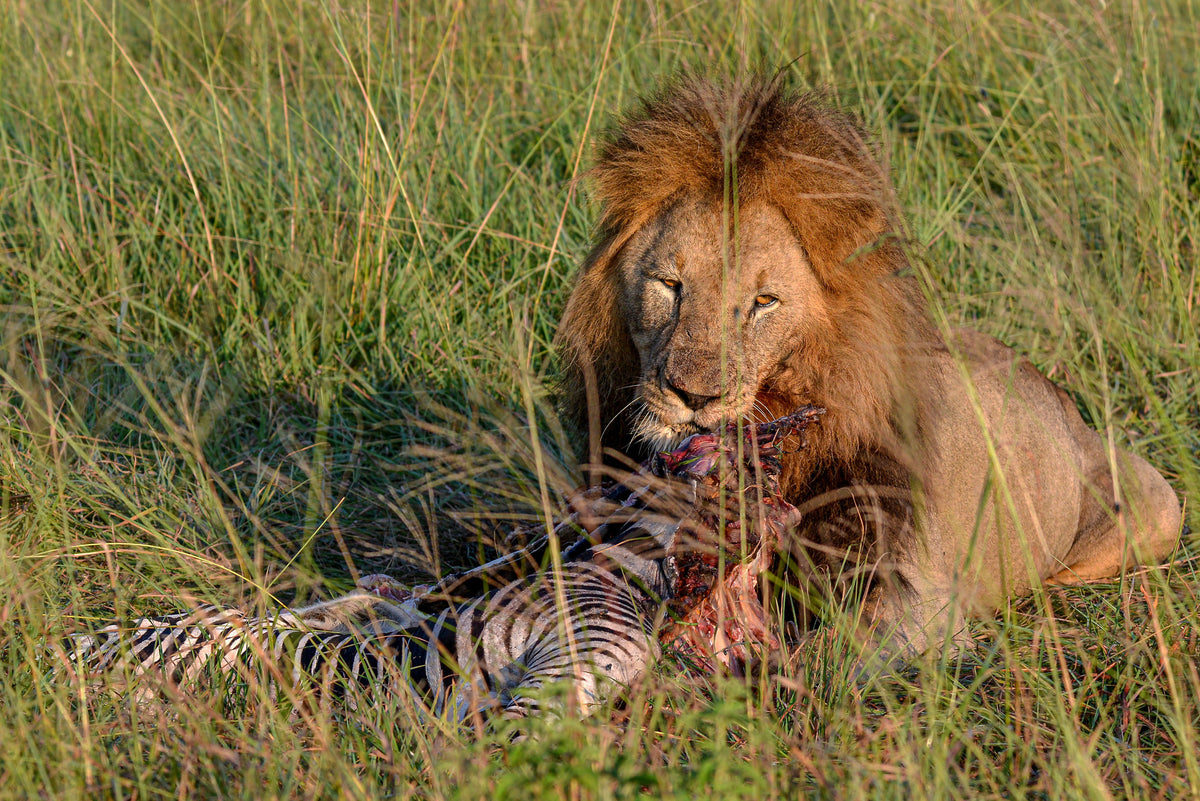 Feast of the King: Lion on a Zebra Kill