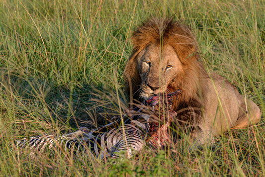 Feast of the King: Lion on a Zebra Kill