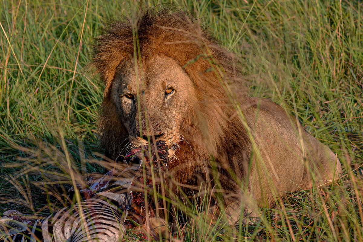 Final Glare: Lion on the Kill