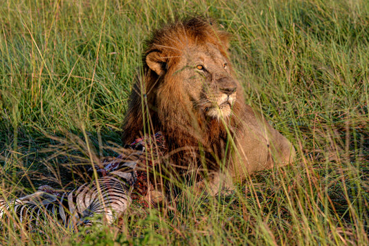The Throne is Mine: Lion with Fresh Kill