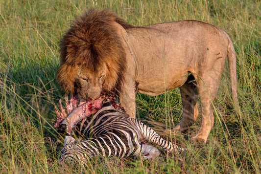 Claimed: Lion Feeding on Zebra Kill