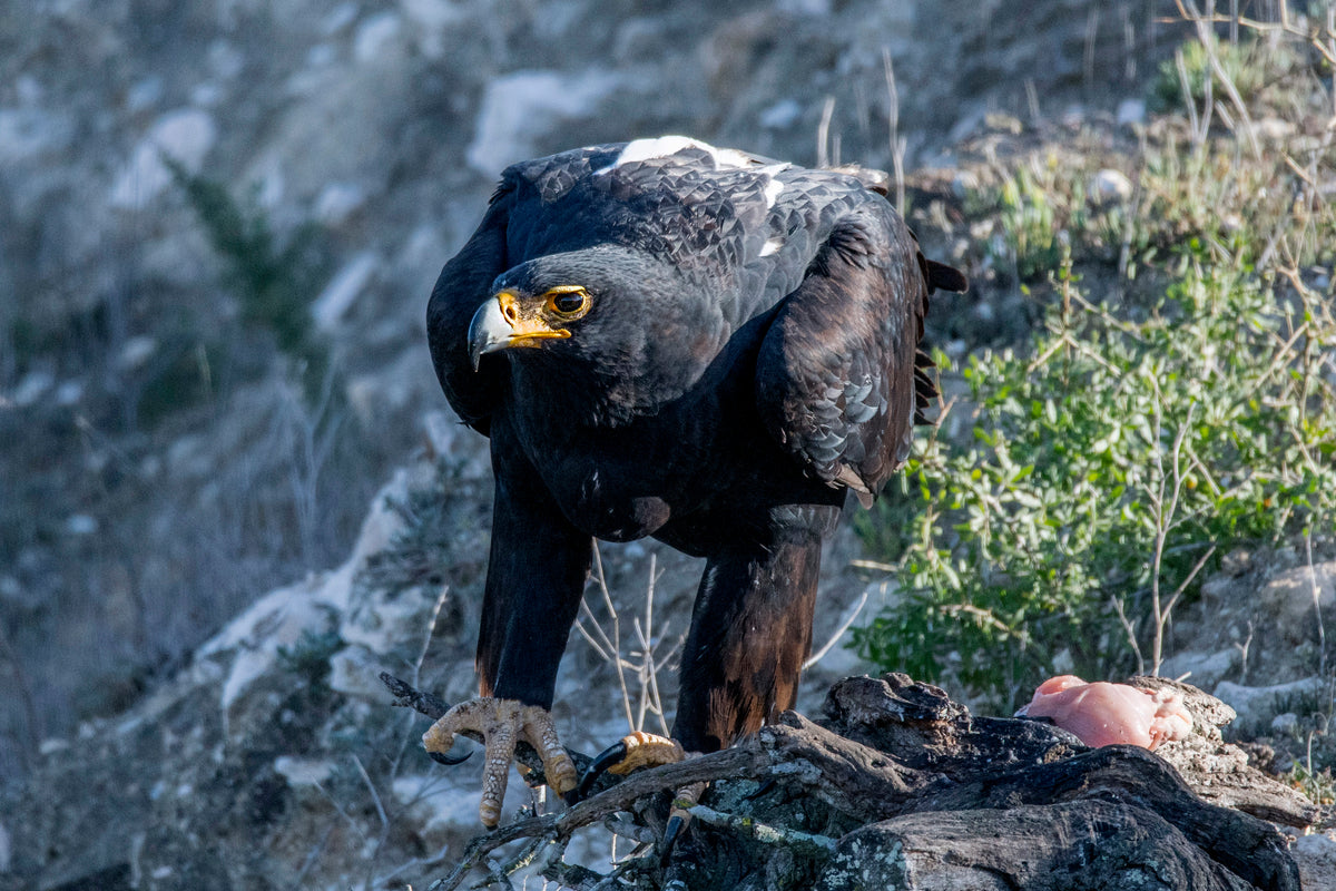 Regal Predator: The Verreaux’s Eagle in Focus