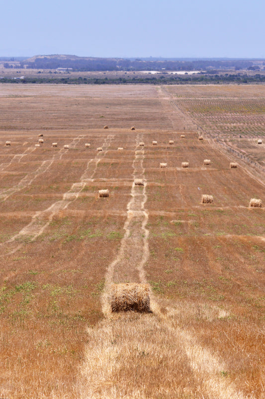 Harvest Lines: Vredenburg Fields by Andriette Pretoriu