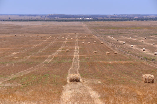 Golden Grid: Harvest Geometry by Andriette Pretorius