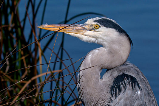 Still Watcher: Portrait of a Grey Heron