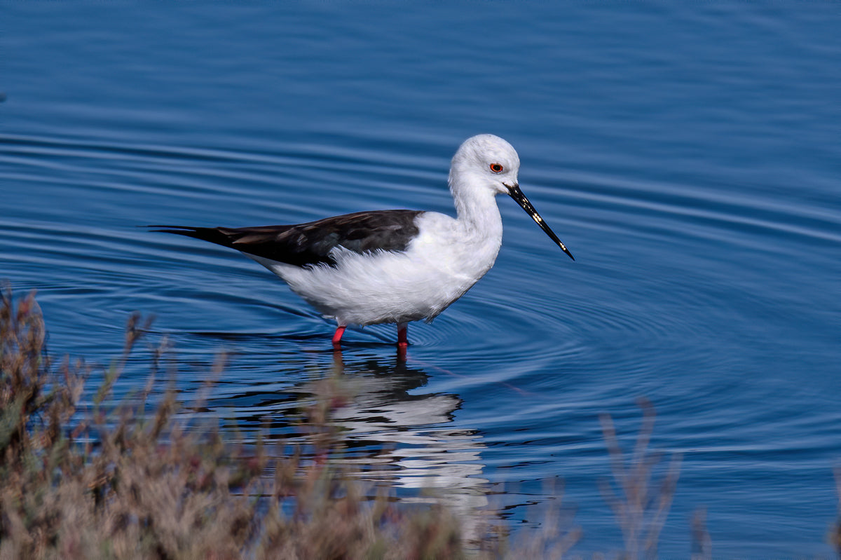 Ripples of Stillness: African Stilt at Dawn