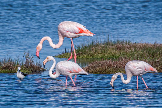 Grace in the Shallows: Flamingo Gathering