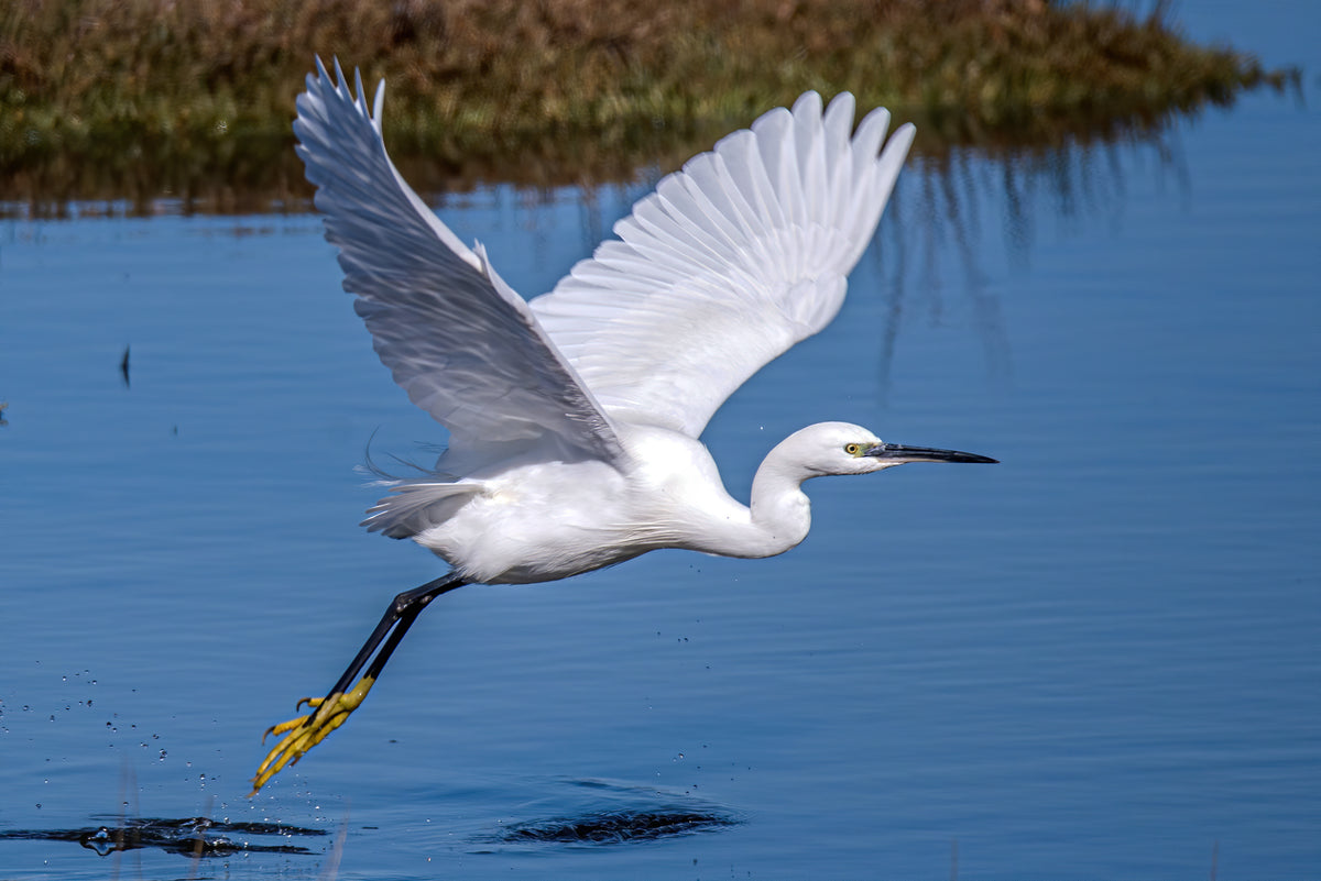Silent Takeoff: Little Egret in Flight