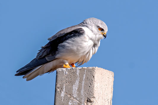 The Watcher: Black-winged Kite Portrait
