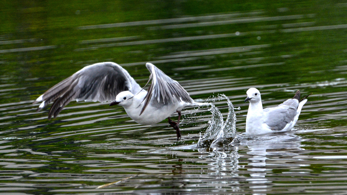First Light Flight: Gull Takeoff