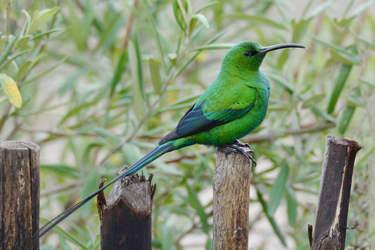 Emerald Perch: Malachite Sunbird