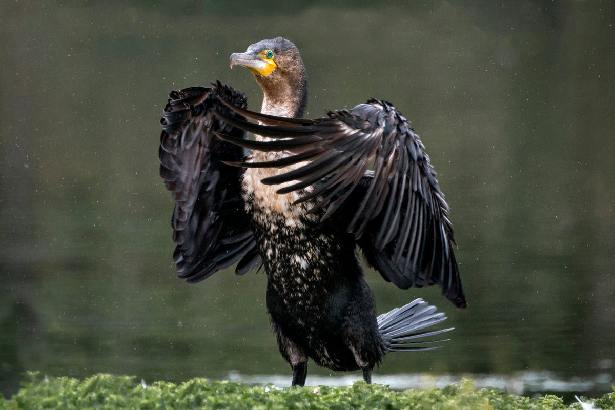 Wings of Power: Cormorant Drying Off