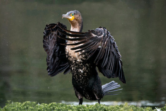 Wings of Power: Cormorant Drying Off