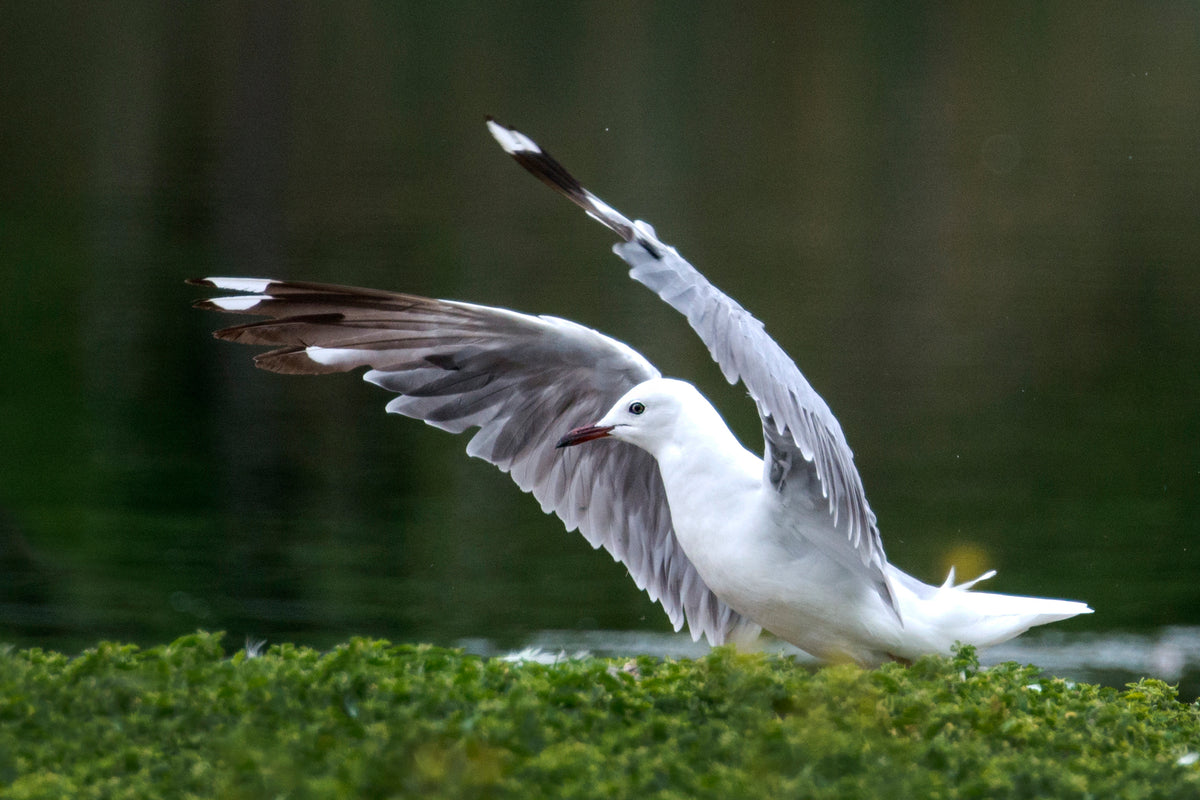 Poise in the Wild: Gull in Mid-Lift