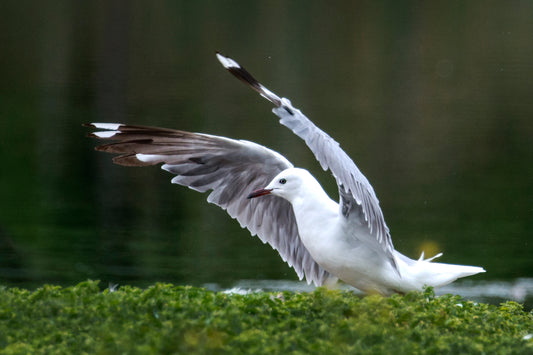 Poise in the Wild: Gull in Mid-Lift