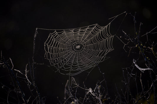 Thread of Dawn: Nature’s Architecture by Andriette Pretorius