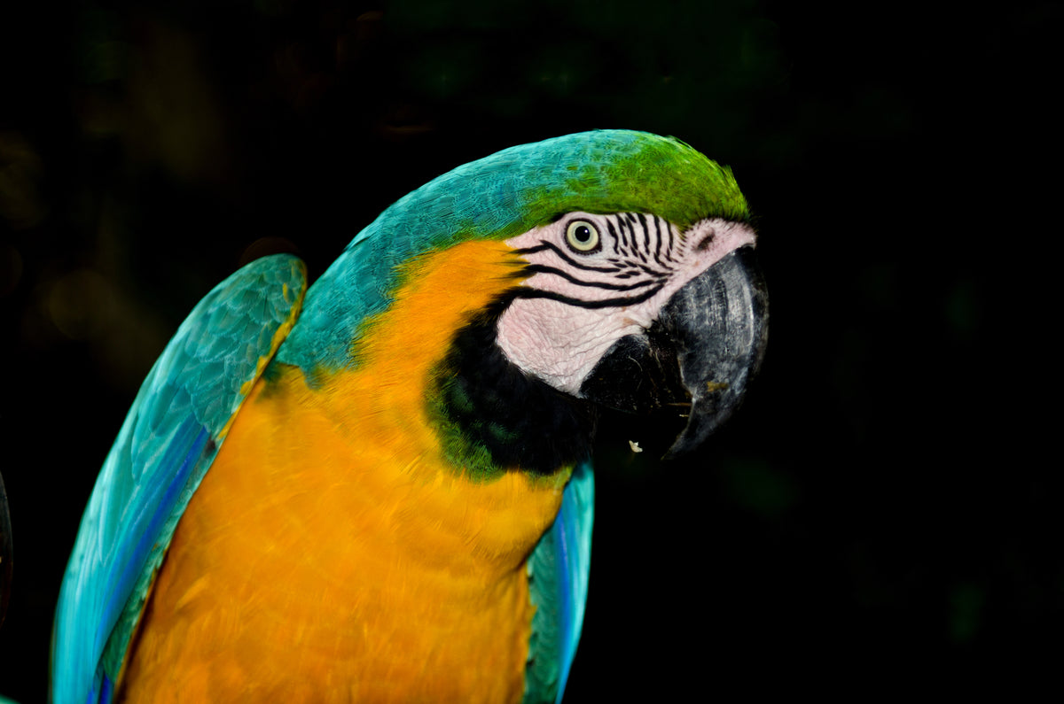 Tropical Majesty” – Blue-and-Yellow Macaw