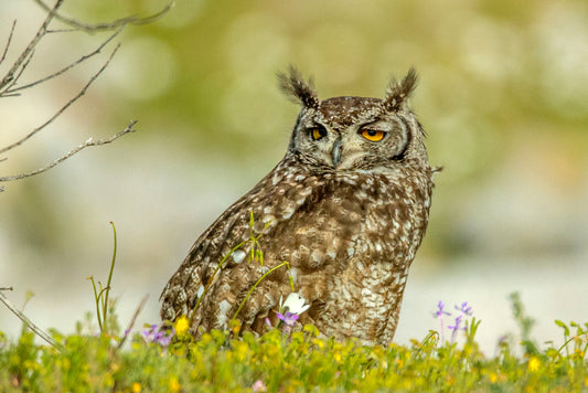 The Wild Watcher: Spotted Eagle-Owl Among Spring Blossoms