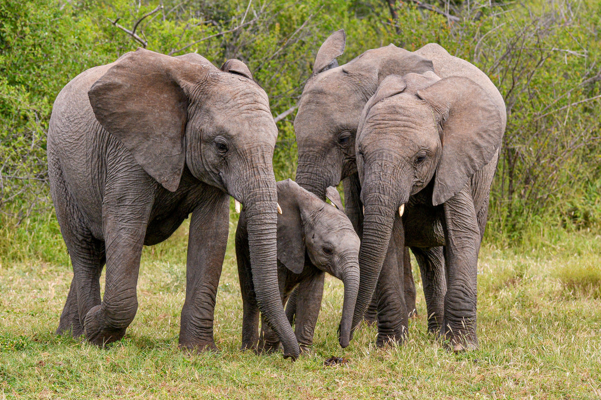 Trunks of Love: Elephant Family Bond