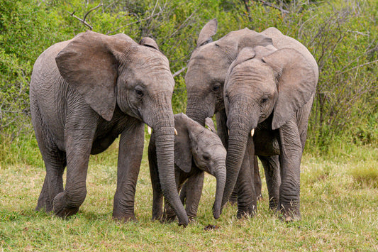 Trunks of Love: Elephant Family Bond