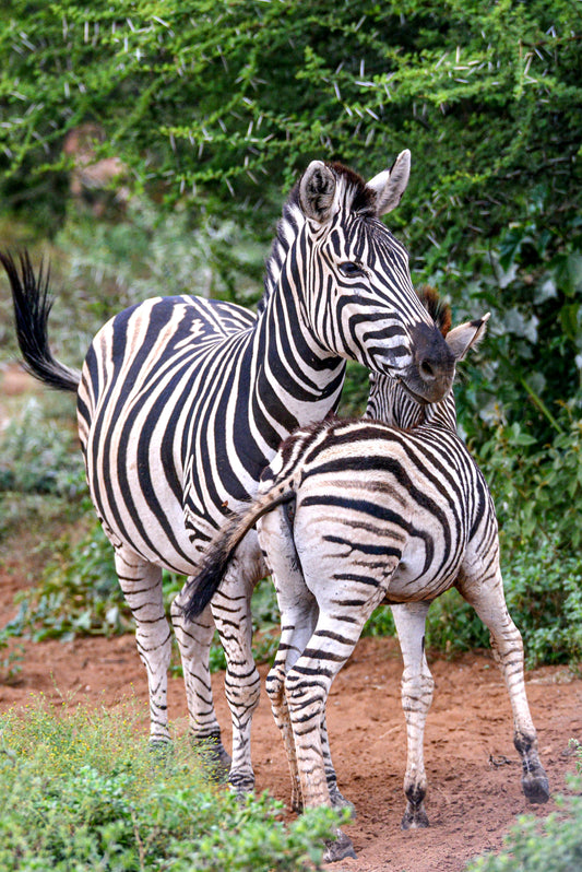 Striped Affection: Zebra Bond